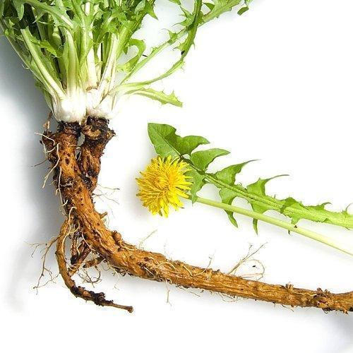 dandelion root